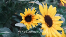 ff9a89aafe2ca3d54315947d793664911bbb3bc0.jpg@280w_158h_1c_100q.jpg