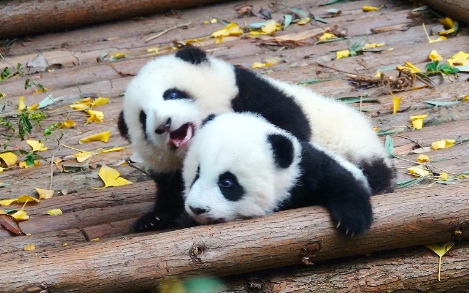 小fafa：我没有欺负弟弟妹妹哦，我只是喊他们起床了【大熊猫和花金双金喜】