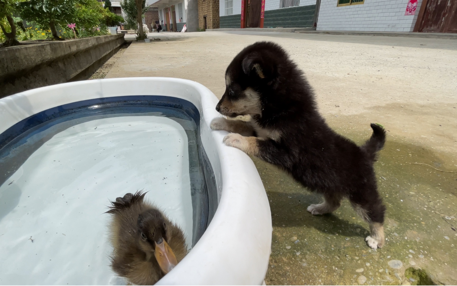狗子看到鸭伙伴游泳，瞬间懵了
