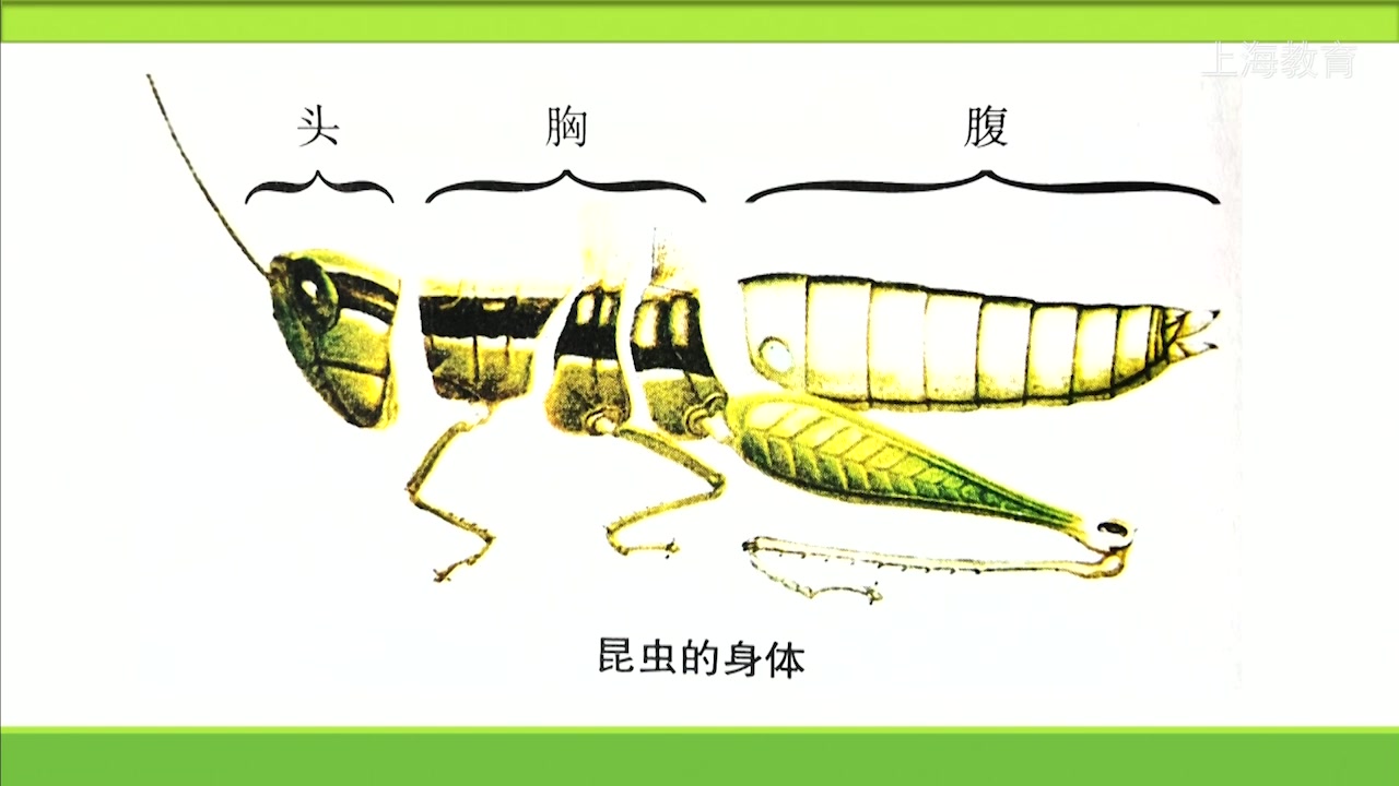 实验 观察和解剖蝗虫哔哩哔哩bilibili