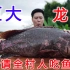 全村人开饭了，吃一条50斤的巨大石斑鱼，场面非常壮观