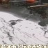 11月28日 吉林长春一男孩冰面上玩耍不慎落水被工作人员救起