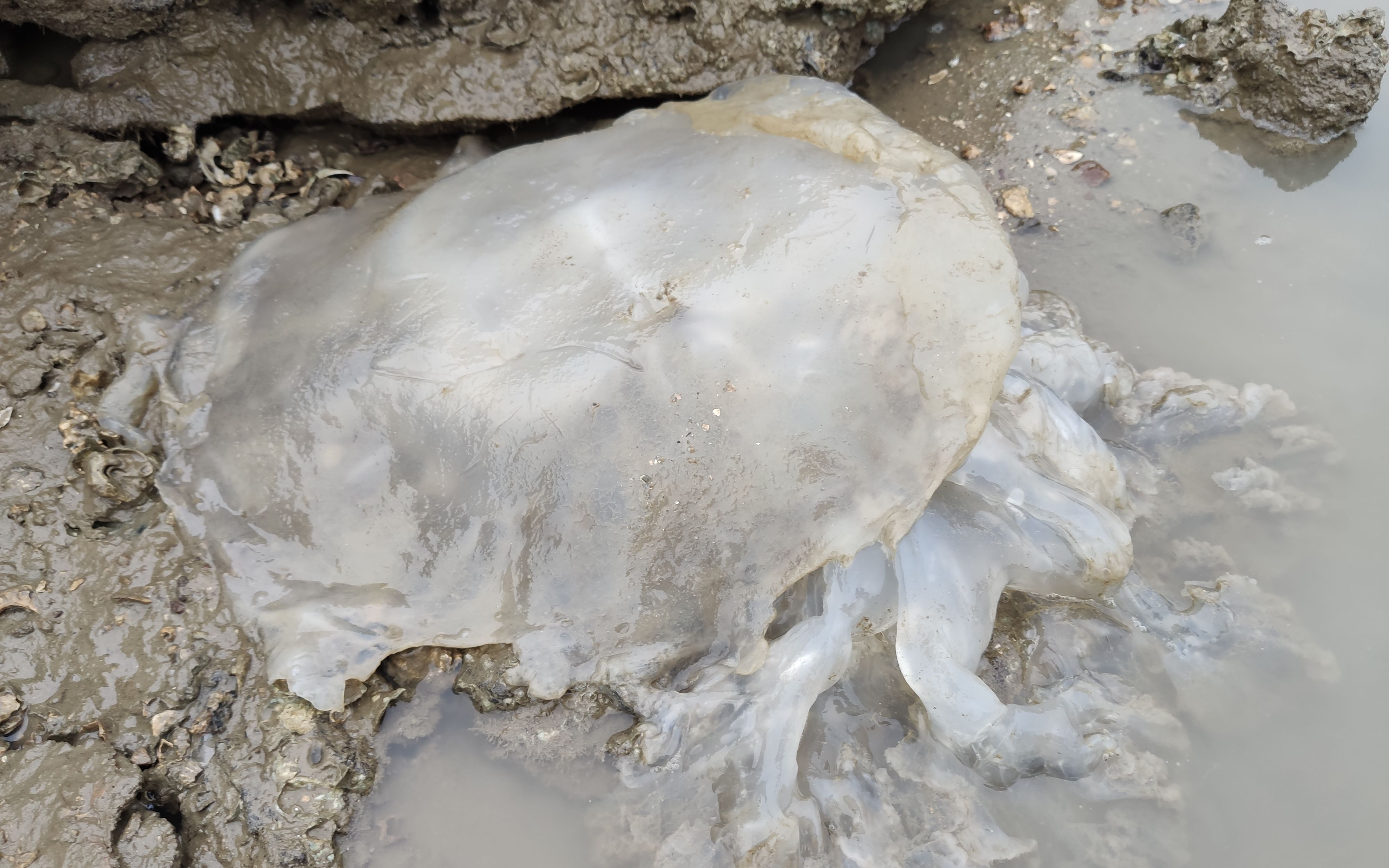 虎子赶海发现大海蜇,一路捡螺抓螃蟹好过瘾,浅水区还遇上龙虾_哔哩