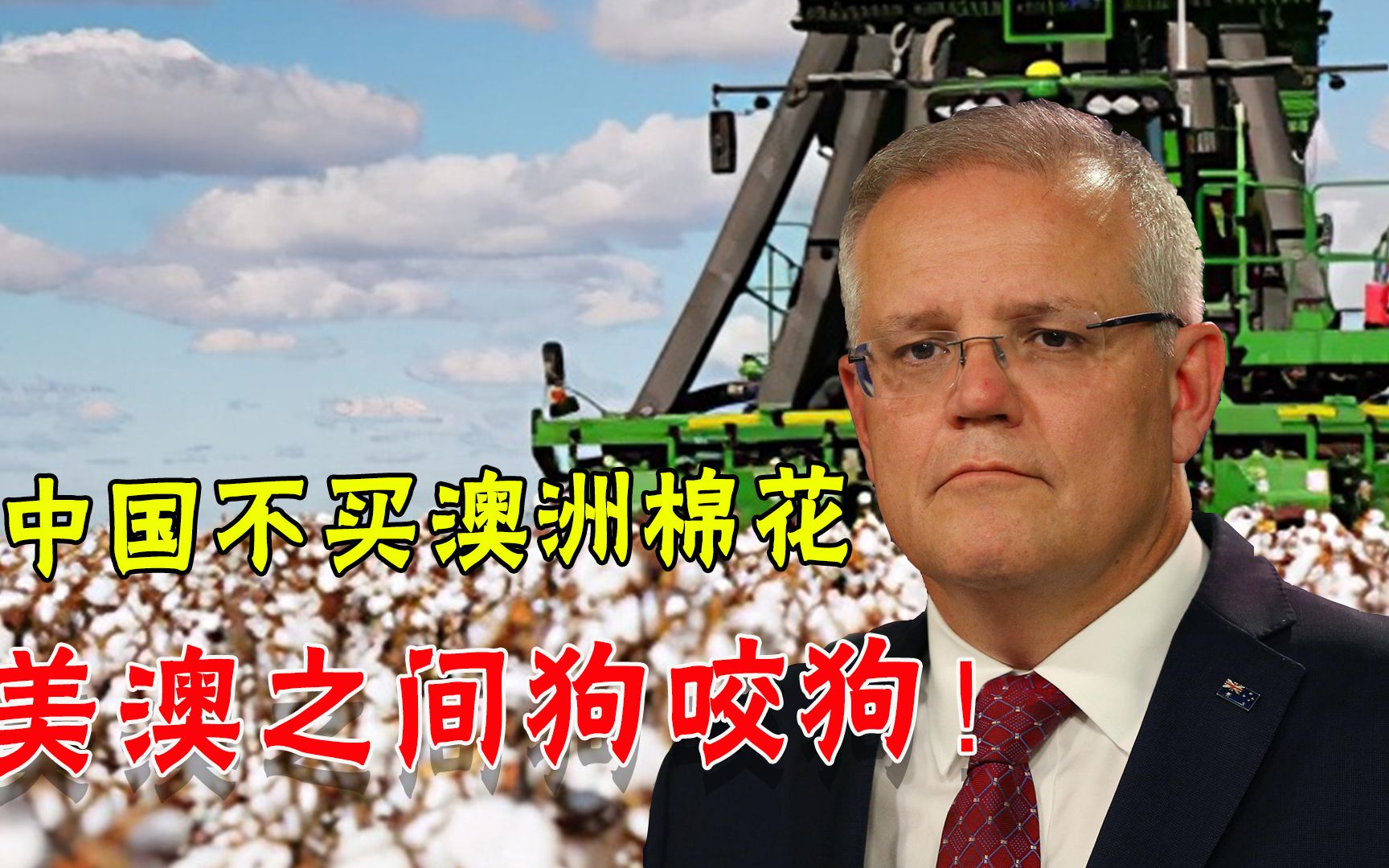 澳大利亚棉花丰收，中国一朵也不买，莫里森心一横：抢美国生意！