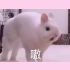 【刘畅木法沙】这不就是奶兔？