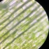 黑藻的叶绿体，示胞质环流