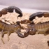 【蝎子】俾路支杀人蝎（Androctonus baluchicus）幼体捕食