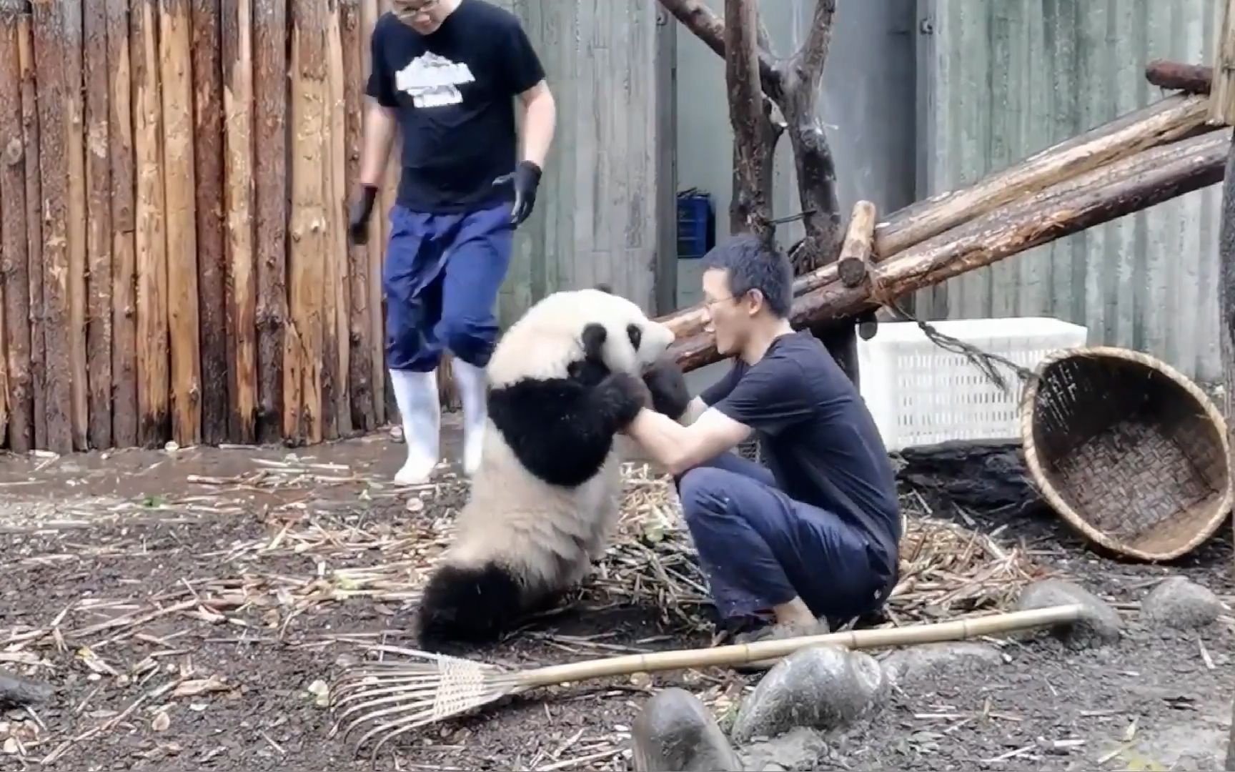 熊猫和花是个粘人精！——熊猫（289）