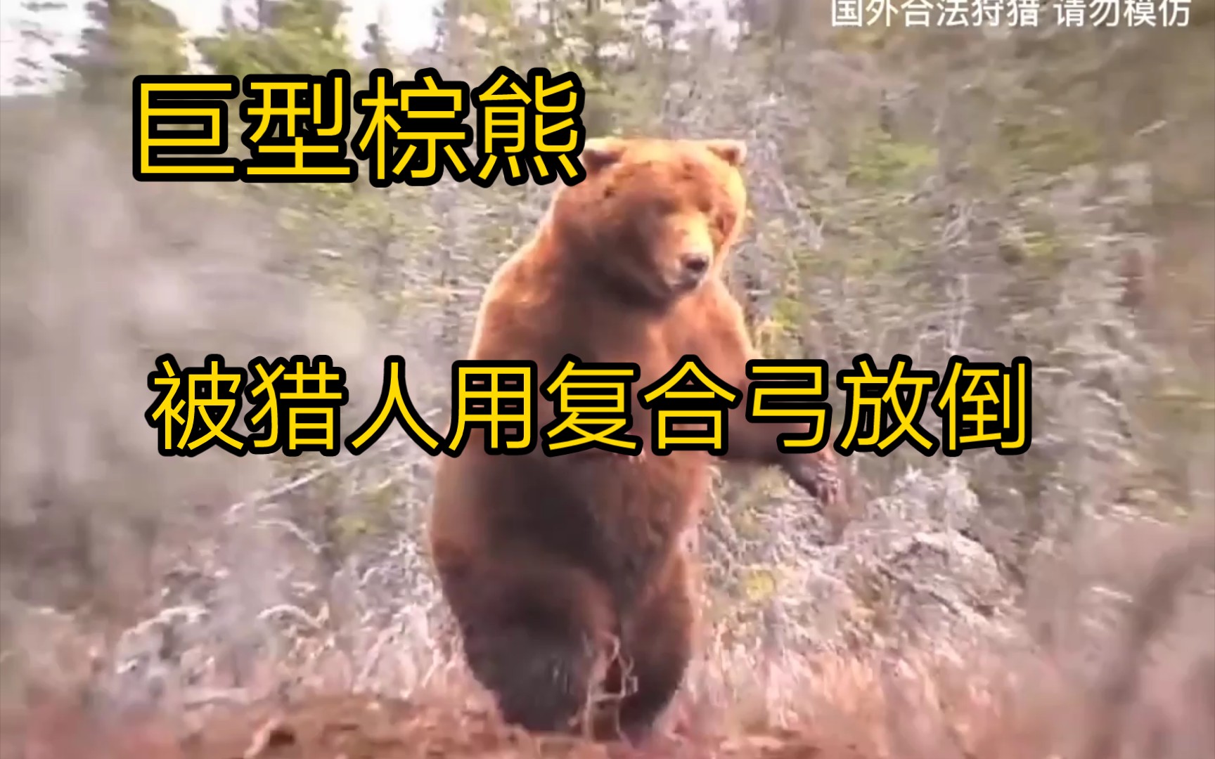 一头上千斤的巨型棕熊 被猎人用复合弓放倒