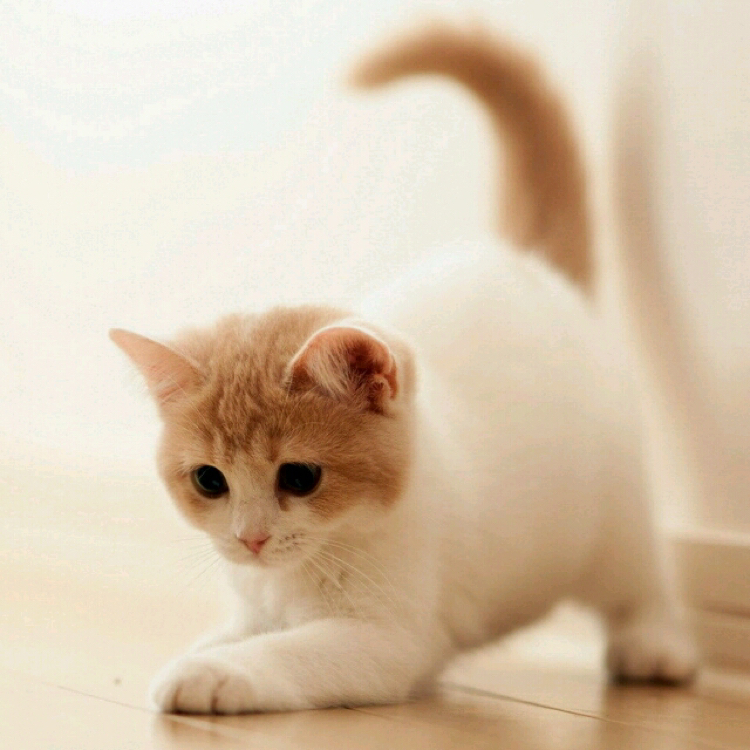 幕小天的直播间 - 幕小天 - 哔哩哔哩直播