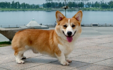 新手主播(与房管日常闲聊,测试直播间) - 残雪丶