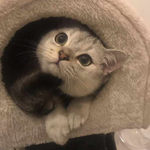 奶凶奶凶的可爱萌猫咪吃的吧唧吧唧嘴. -英短银渐层木木