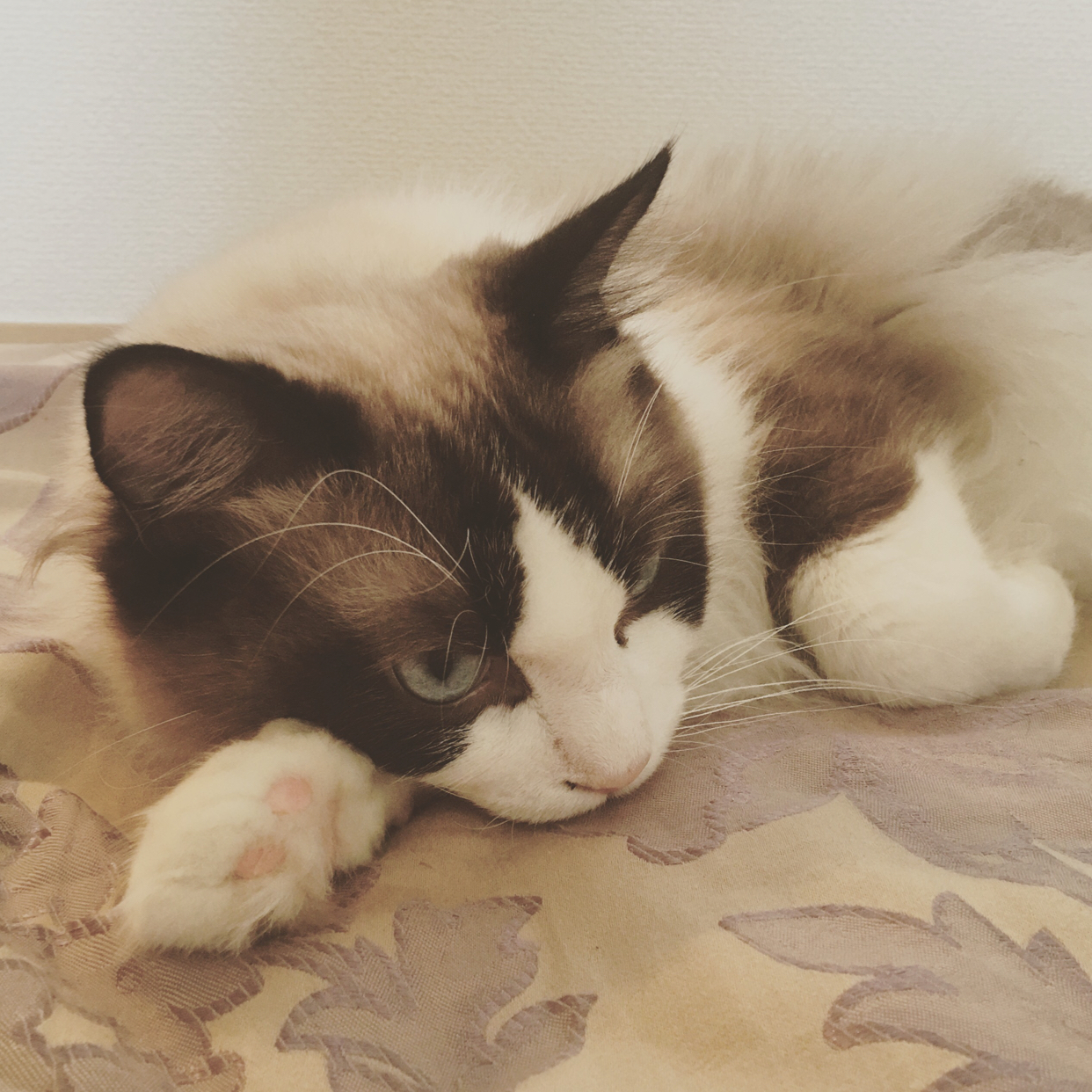 北海道大学平成27年学士学位记授予式_生活_