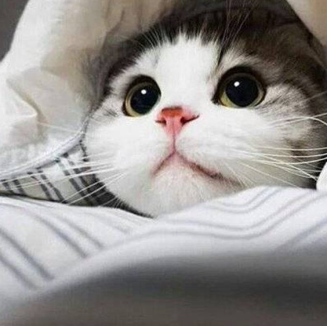 滚来滚去的木头的投稿视频 - 滚来滚去的木头 - 哔哩哔哩直播