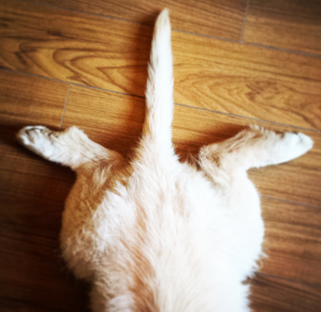 【搬运】乐高 10193 城堡 中世纪庄园 by Brick