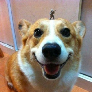 笑面萌犬