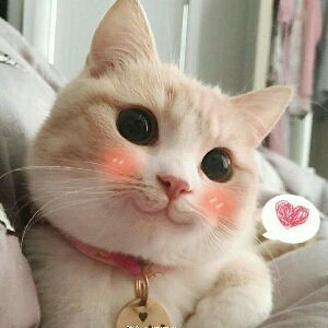 大圆子