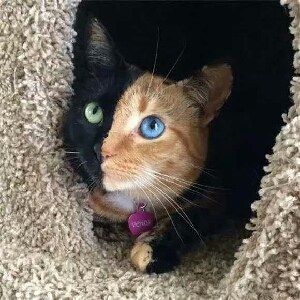 ⚠