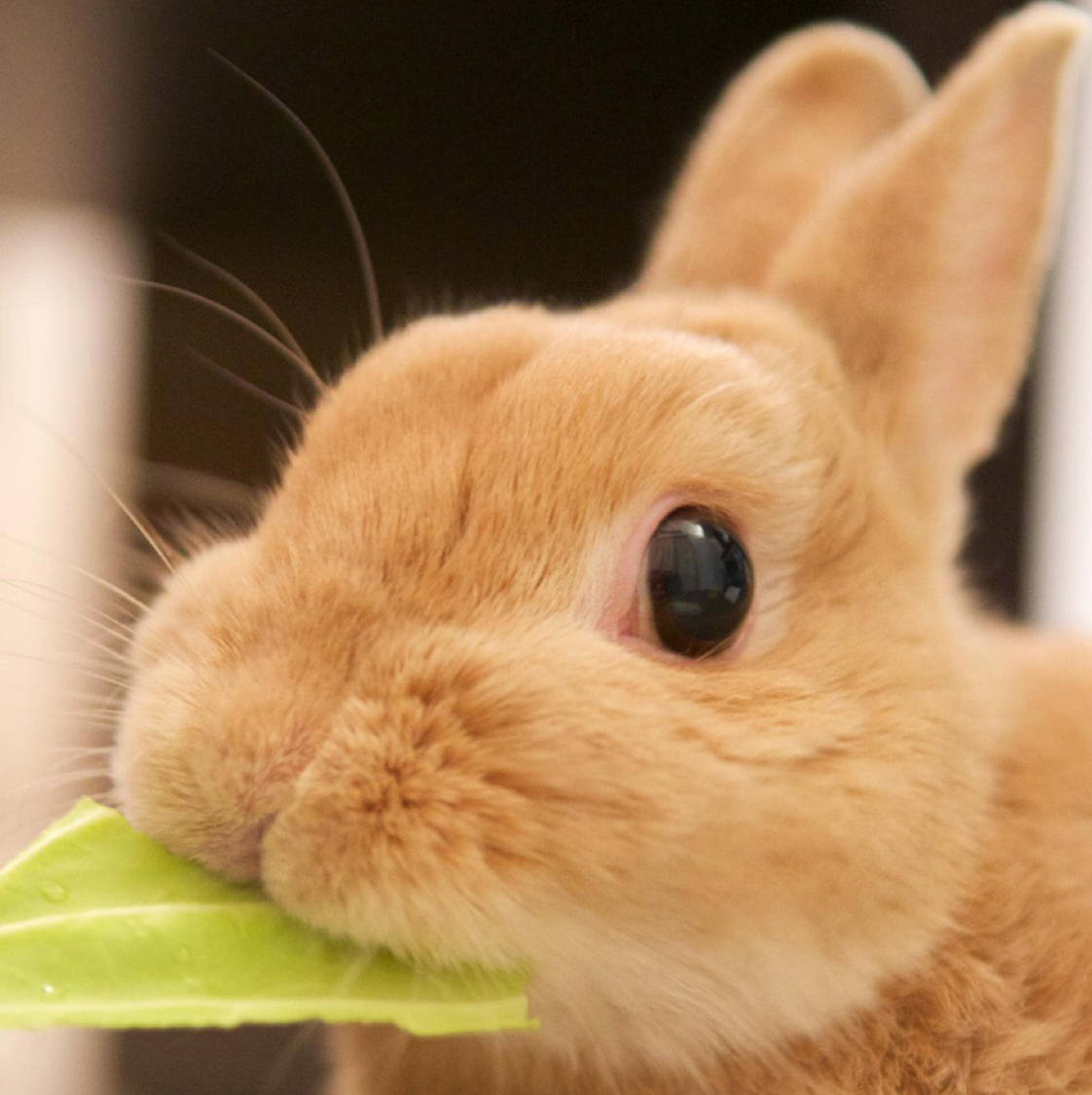 一只猴子藕的投稿视频 - 一只猴子藕 - 哔哩哔哩