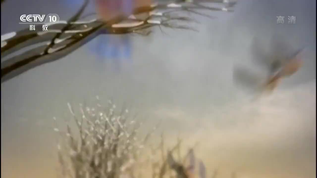 【第十集】生生不息