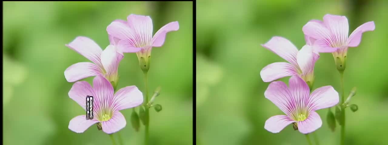 萍聚-去字-对比