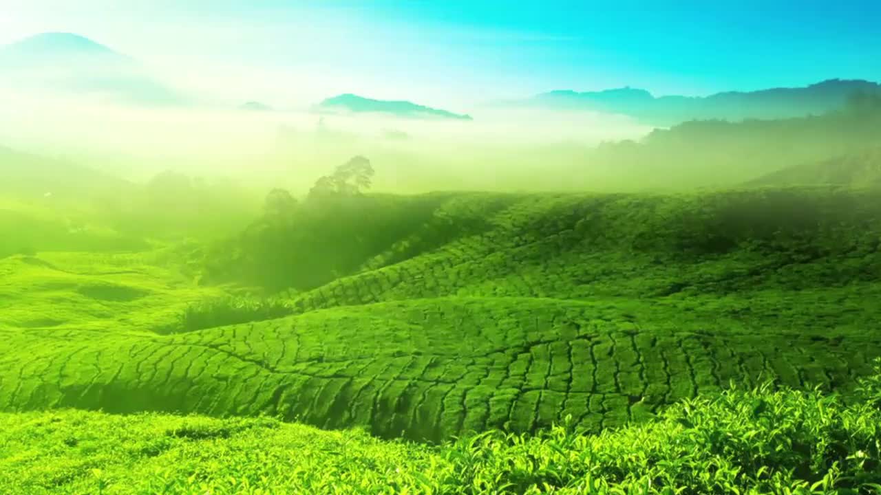 05 名优绿茶鉴赏