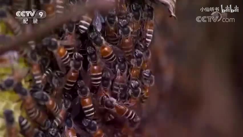 5.昆虫的盛宴：群居的生活（1）