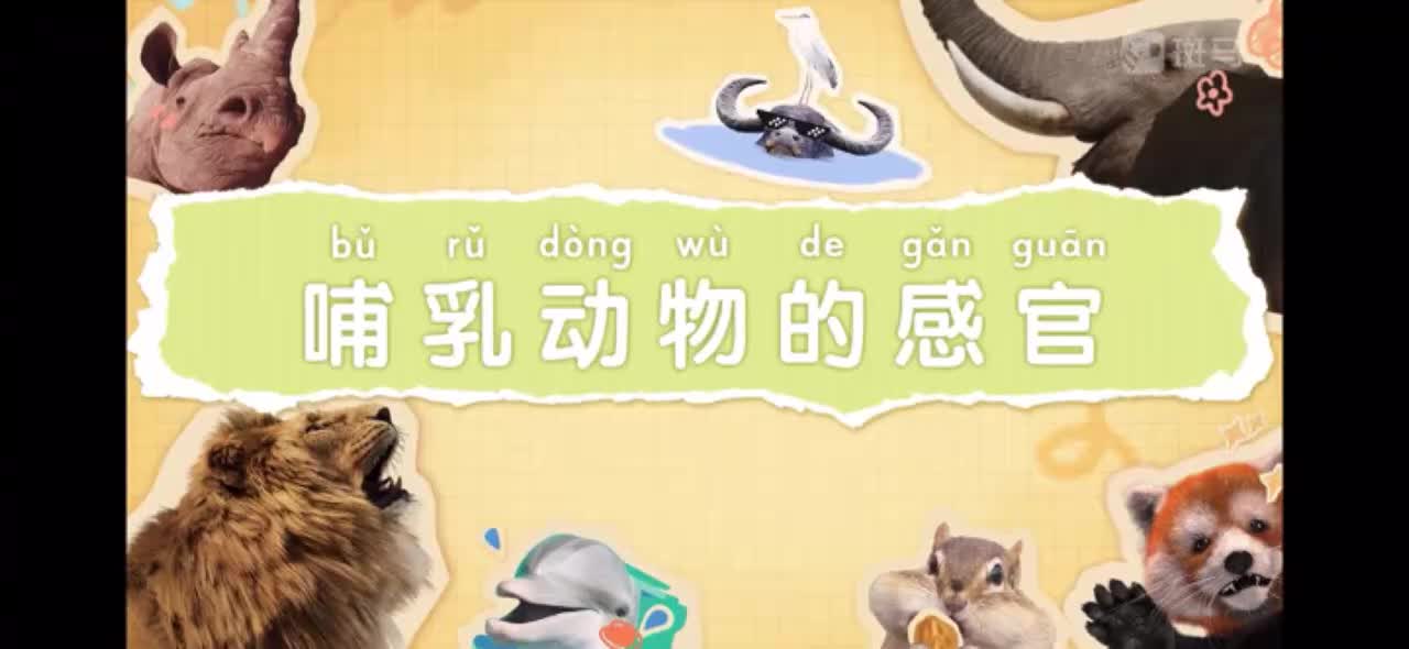 04-哺乳动物的感官