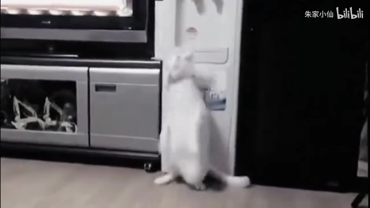 灵猫诡事。揭秘七四九局处理猫脸老太太事件