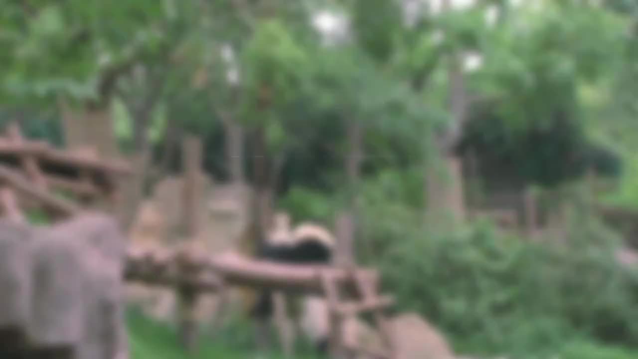 065-Panda Mother 熊猫妈妈