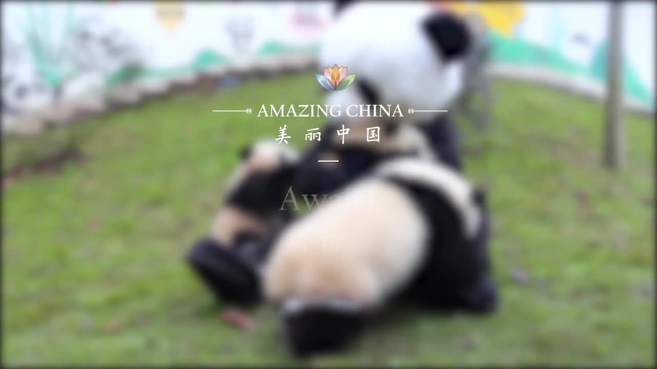 美丽中国之大熊猫主题 09.等待