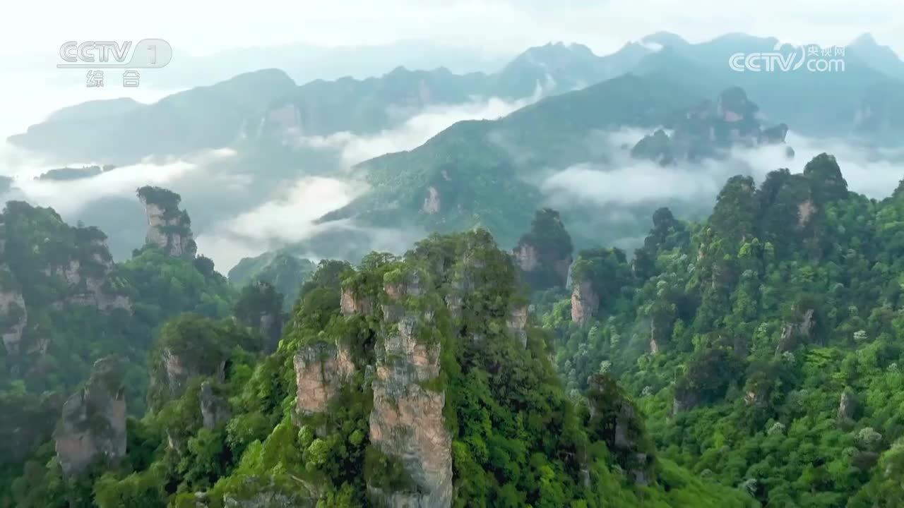 阳山唐桂