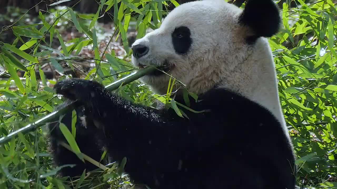 美丽中国之大熊猫主题 12.小熊猫跟妈妈学爬树