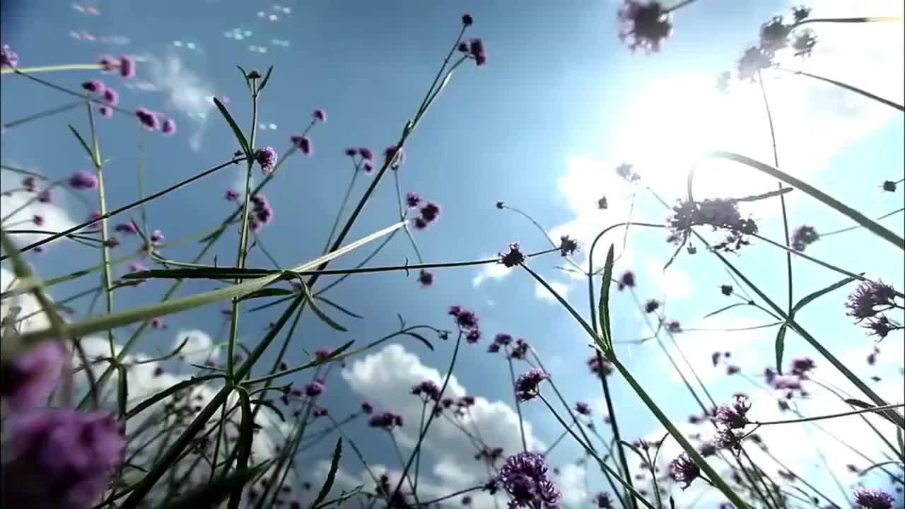 【第3集】黄金命运