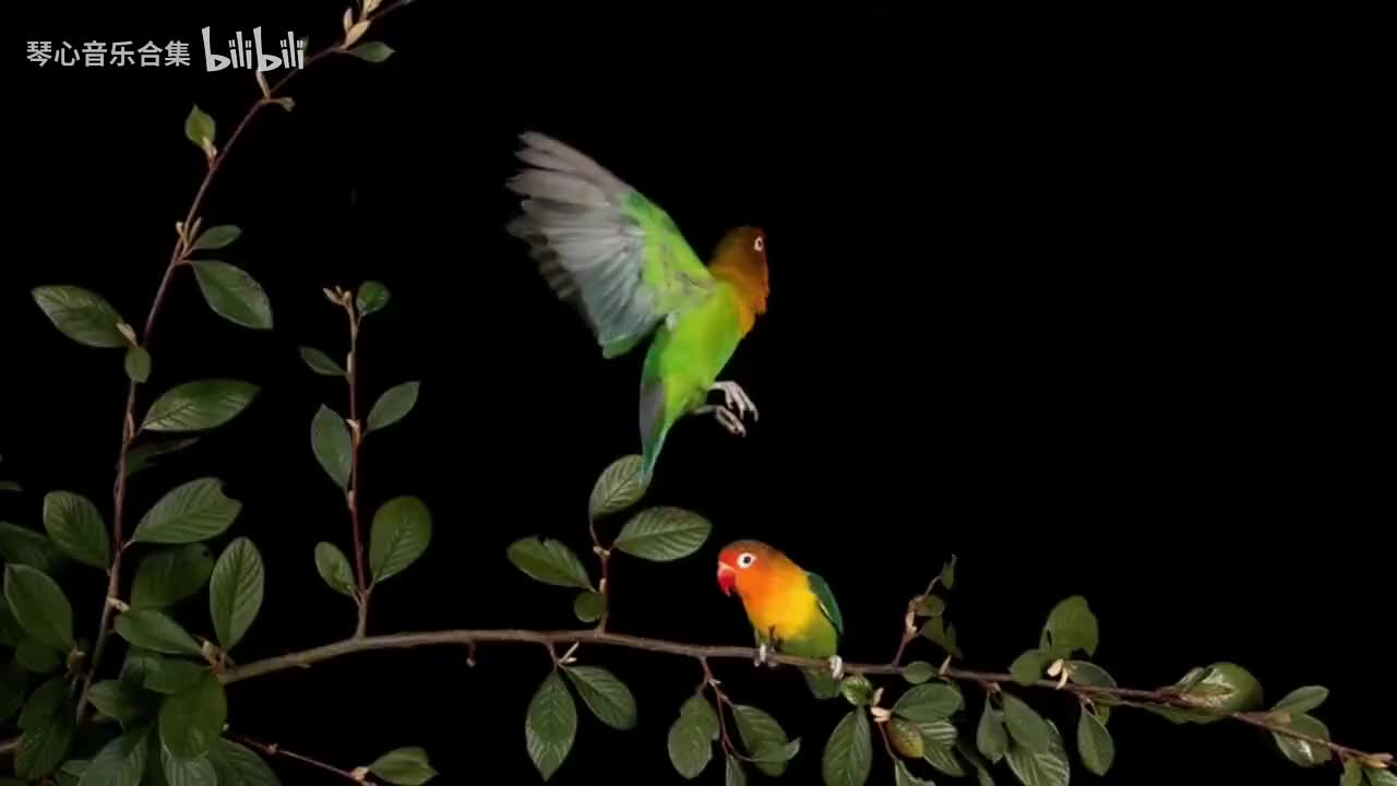 国风顶级纯音乐《琵琶语》，静心安神，缓解疲劳438