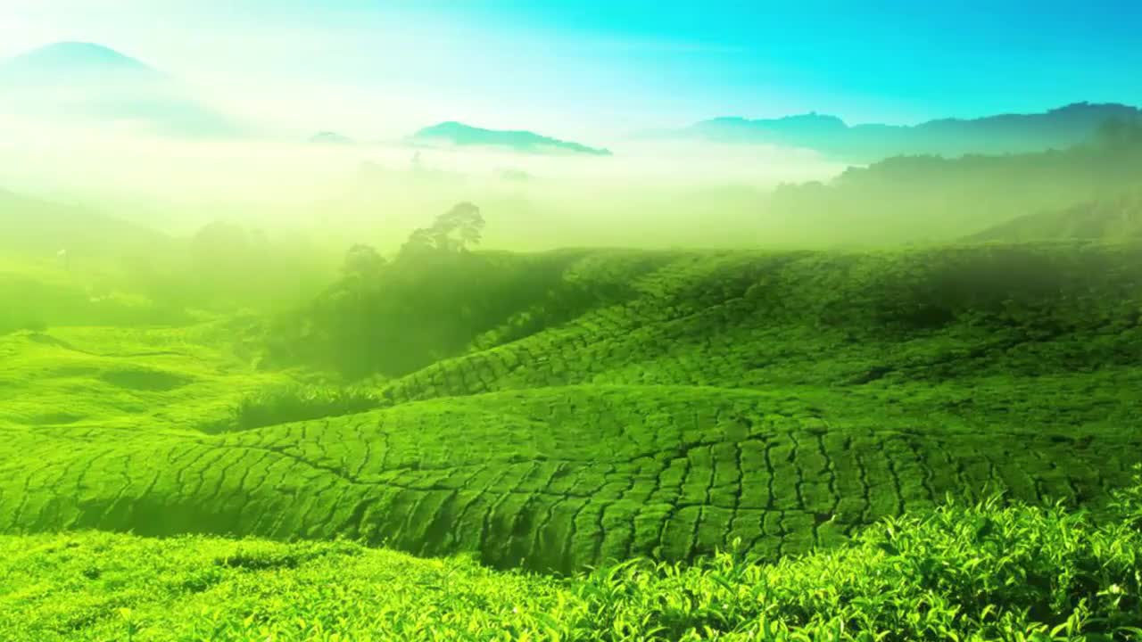 36 熟习红茶紫砂壶茶艺流程步骤