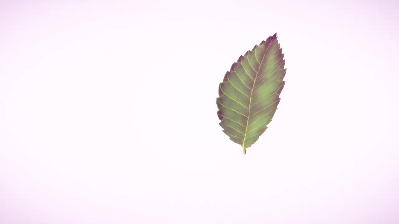 そこ曲がったら、櫻坂_[26_5_25配信]#286_seg_000