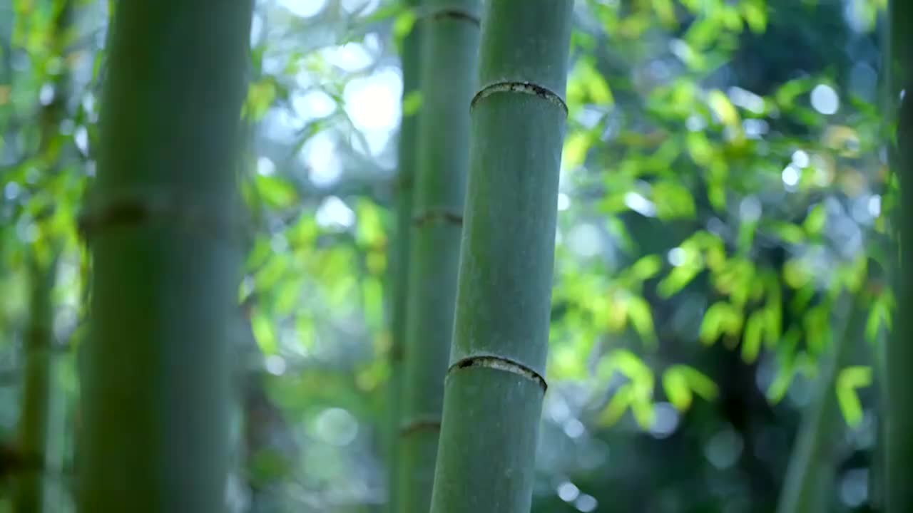 051-竹子的海洋-蜀南竹海 (四川宜宾)