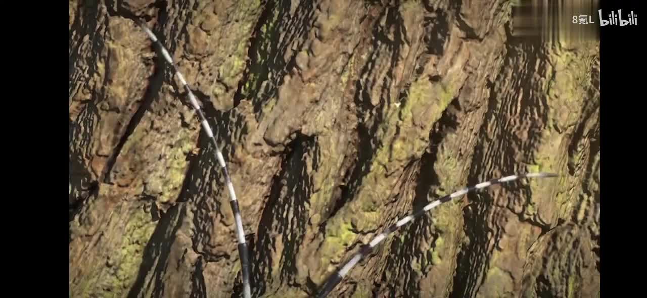 全230集~孩子一看就涨知识的儿童科普纪录片（昆虫篇）适合3-15岁朋友观看