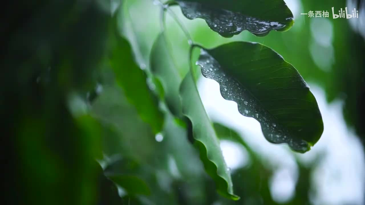 雨中氛围感 (81)