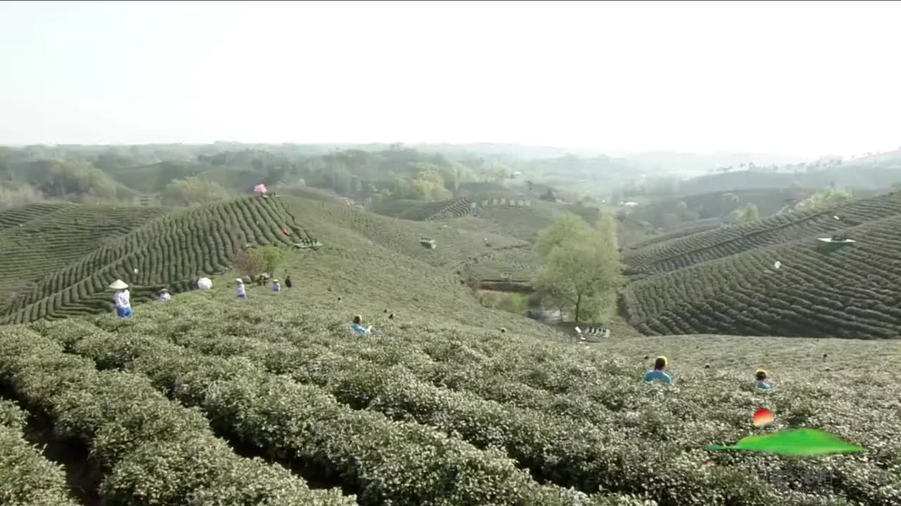 暮春雨落-230402-live