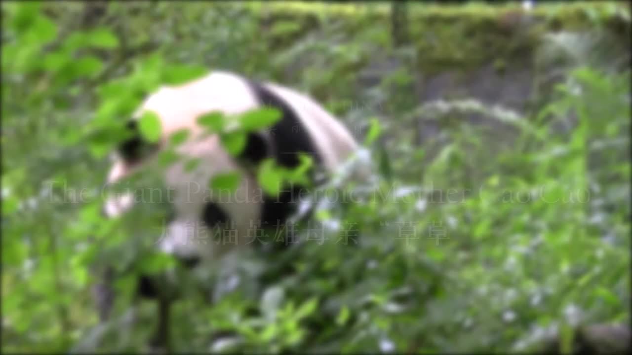 062-The Giant Panda Heroic Mother 'Cao Cao' 大熊猫英雄母亲“草草”