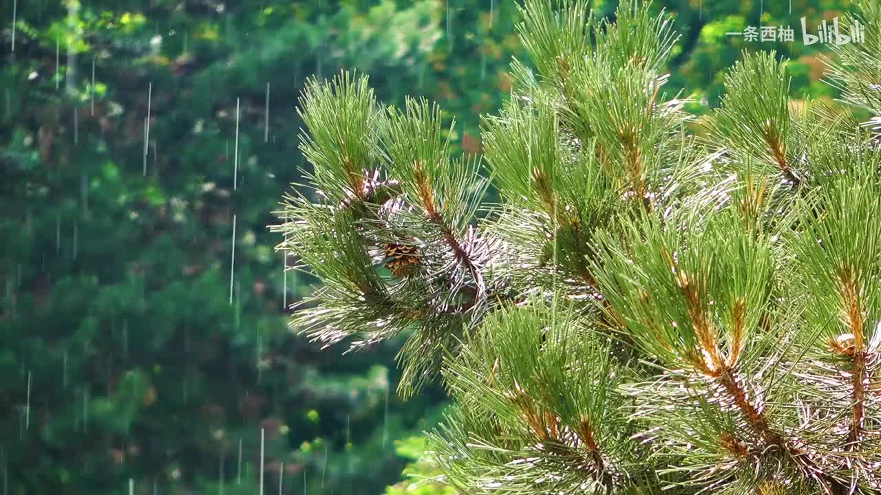 雨中氛围感 (86)