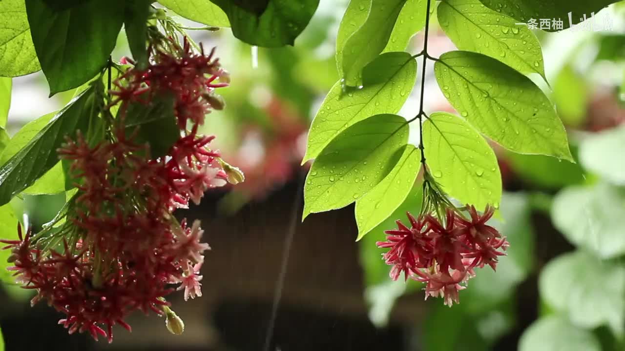 雨中氛围感 (75)