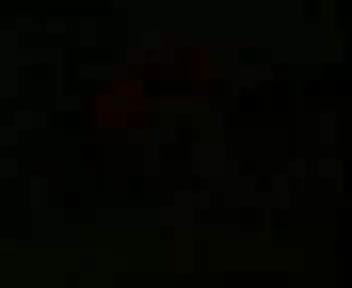 橄榄树