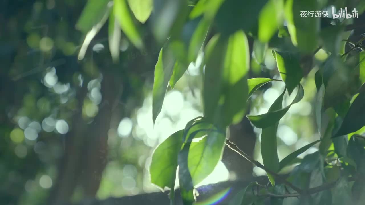 五十年以后 - 海来阿木