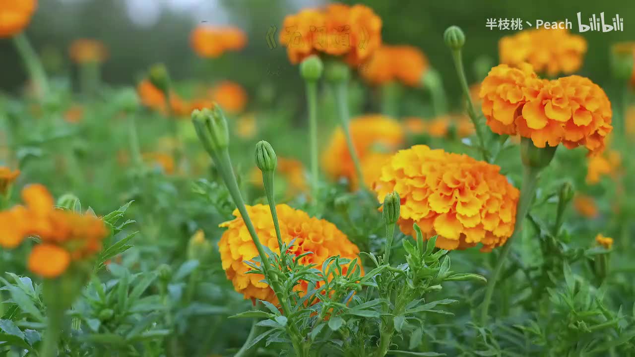 无间道 - 梁朝伟、刘德华 夕阳之歌 - 梅艳芳 喜欢你 - BEYOND 相思风雨中 - 张学友、汤宝如 爱的故事(上集) - 孙耀威