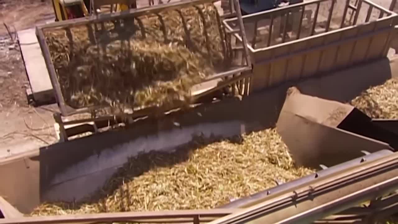 Sugar cane processing