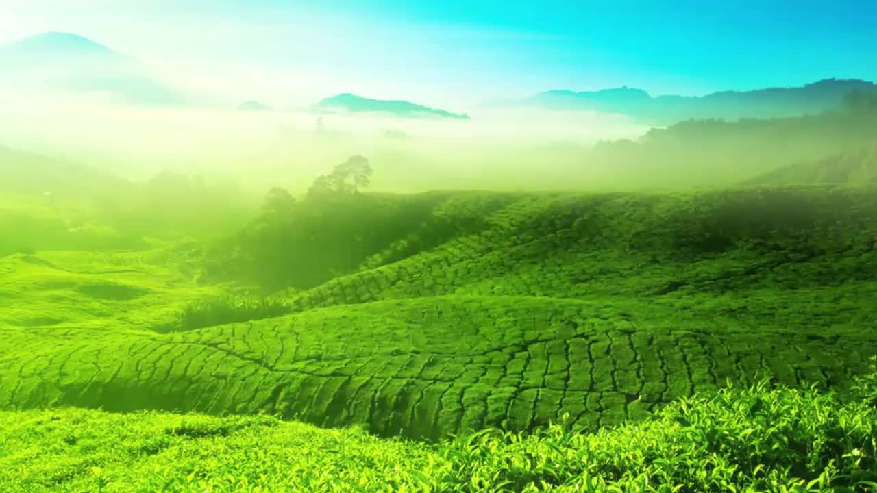 35 进行红茶推介