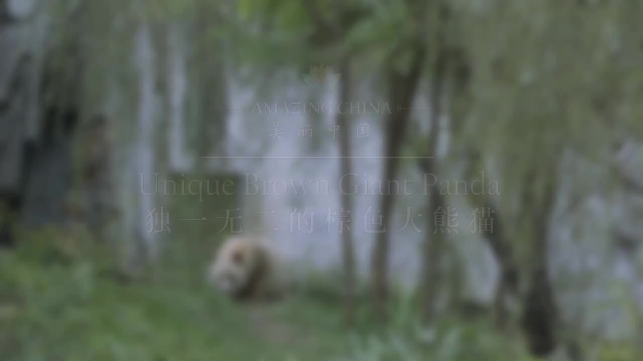 美丽中国之大熊猫主题 10.独一无二的棕色大熊猫